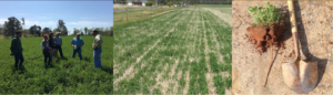 Cover photo for Forage Webinar: Establishment and Management of Alfalfa-Bermudagrass Systems in the South