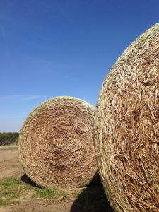 Image of hay