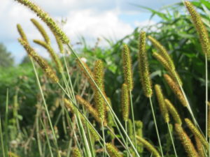 Image of foxtail