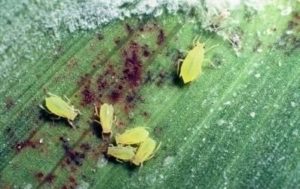 Cover photo for Aphids in Wheat