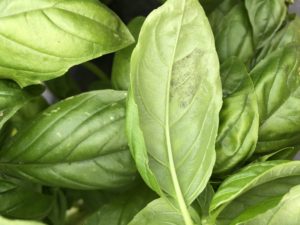 Cover photo for Basil Downy Mildew Found in Western North Carolina - July 22, 2019