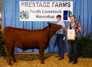 Cover photo for Prestage Farms Youth Livestock Round-Up, Sampson County Heifer and Lamb Show