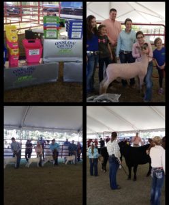 Cover photo for Onslow County Farm Bureau Livestock Showdown