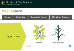 Cover photo for Weed ID Guide